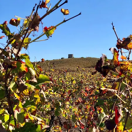 Pool Oasis With Private Parking- Modern Country Vigia 8 *